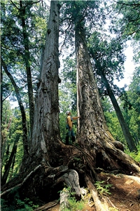 棲蘭檜木：棲蘭山區處處可見千年以上珍貴的檜木，可說是台灣國寶級的植物／太管處提供，游登良攝