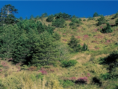 合歡山森林：浴火後的森林，不僅燒裂二葉松毬果，使種子容易發芽，同時也提供二葉松、紅毛杜鵑等喜嗜陽光的植物生長的舞台／太管處提供，游登良攝