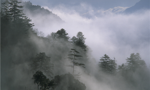 不需筆墨，國畫的意境就出現在環境之中。圖為太魯閣國家公園雲霧。／鄭信藏攝