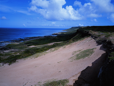 自然美景俯拾皆是，只需有懂得欣賞的心。圖為台南潟湖燕鷗歸巢的奇景／戴進元攝