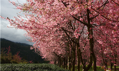 春天時的雪霸國家公園繁花盛開,為眾多遊客造訪之地/張燕伶攝