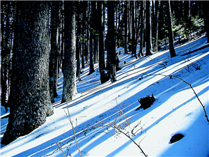 走進錯綜複雜的黑森林地,不可冒然脫隊,以免迷失/張燕伶攝