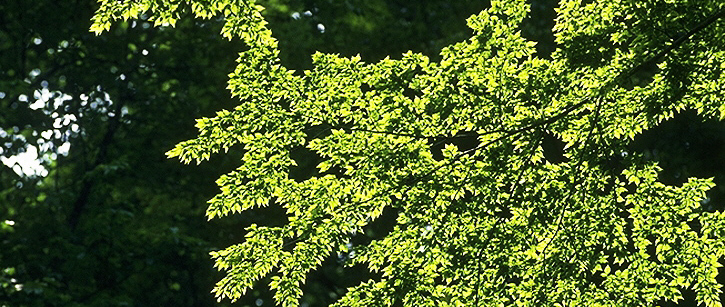 旅行英文：向外國旅客介紹台灣林相之美