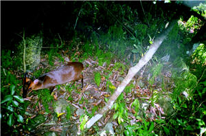 在自動照相機的探測下，可探測到各種動物的行蹤。圖為山羌／吳海音提供