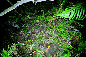 在自動照相機的探測下，可探測到各種動物的行蹤。圖為山豬／吳海音提供