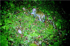 在自動照相機的探測下，可探測到各種動物的行蹤。圖為臺灣彌猴／吳海音提供