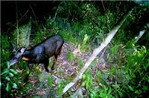 在自動照相機的探測下，可探測到各種動物的行蹤。圖為長鬃山羊／吳海音提供