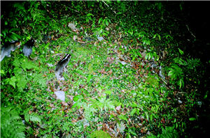 在自動照相機的探測下，可探測到各種動物的行蹤。圖為鼬獾／吳海音提供