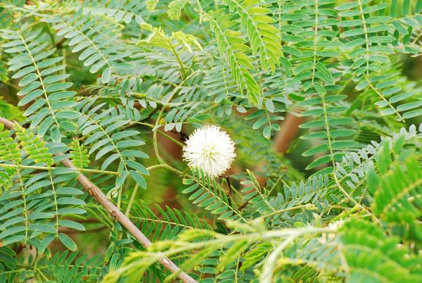 危害環境甚鉅的銀合歡(上圖為果莢、下圖為花朵)。蔓延速度快，已經是保育人士的頭號敵人，清除銀合歡亦可以用分子生物技術的技術來處理/ Vasility Koval攝