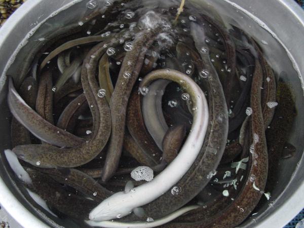 常常在市場上看到許多魚目混珠的鰻魚,要不是可以利用分子的技術加以鑑定區別,我們很可能就會被騙了!/曾晴賢提供