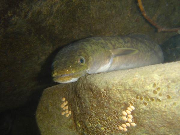 鱸鰻是棲息在沙泥底部的肉食性魚類,白天全身隱藏在泥地中,只有露出一個頭部呼吸,到了夜晚即游出覓食,以其它魚類、蝦、蟹為食。/曾晴賢提供