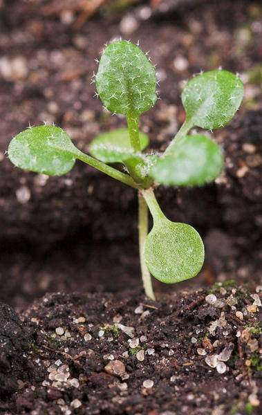 圖為實驗室經基因改造之阿拉伯芥幼苗/ Vasility Koval攝