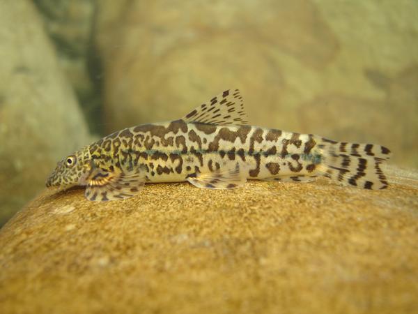 瀕台灣鰍雖然是以台灣為名的特有屬魚類，但是最近的研究發現，它並非台灣的特有種。主要分布於濁水溪以北的溪流中，是急流中的代表性魚類／曾晴賢提供