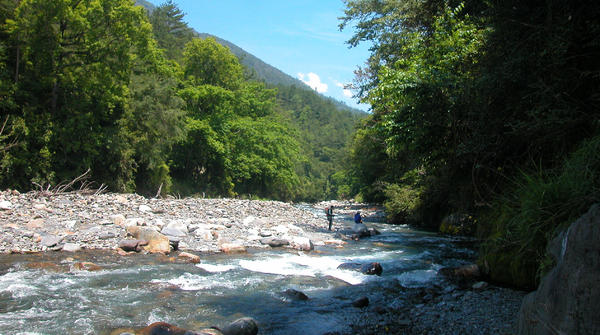 雪霸國家公園將已建好的防砂壩拆除，讓鮭魚個體可以自由來去。經後續追蹤，此一措施對於改善台灣櫻花鉤吻鮭基因劣化的問題成效極佳／曾晴賢提供