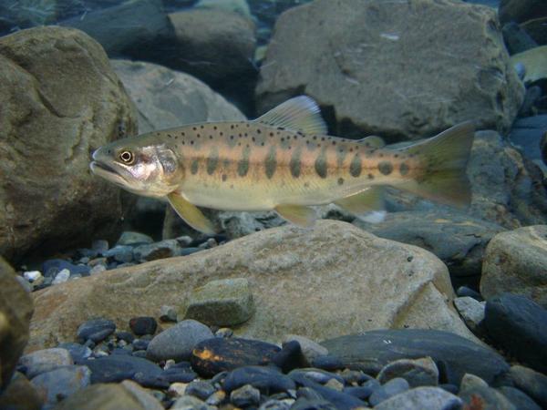 台灣櫻花鉤吻鮭是台灣淡水魚類中最具有保育指標意義的保育類物種／曾晴賢提供