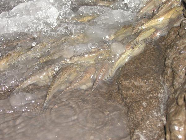 埔里中華爬岩鰍主要分佈在台灣中部河川的中游地區，以湍急水域為棲地。以胸、腹鰭平貼在石頭上，並以附著性藻類為食，是保育類野生動物，同時有很明顯的河川內洄游習性／曾晴賢提供