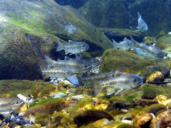 台灣櫻花鉤吻鮭是台灣淡水魚類中最具有保育指標意義的保育類物種／曾晴賢提供