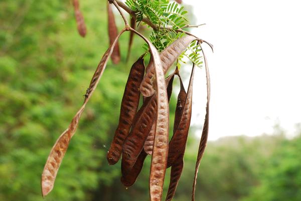 危害環境甚鉅的銀合歡(上圖為果莢、下圖為花朵)。蔓延速度快，已經是保育人士的頭號敵人，清除銀合歡亦可以用分子生物技術的技術來處理/ Vasility Koval攝