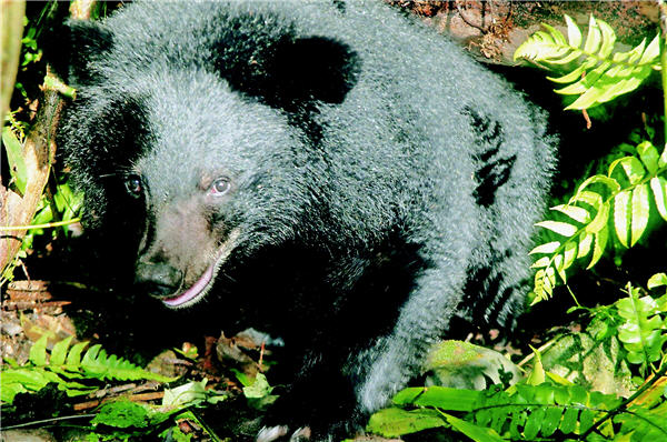 黑熊個性獨立隱蔽，宛如森林中的隱士／黃美秀提供