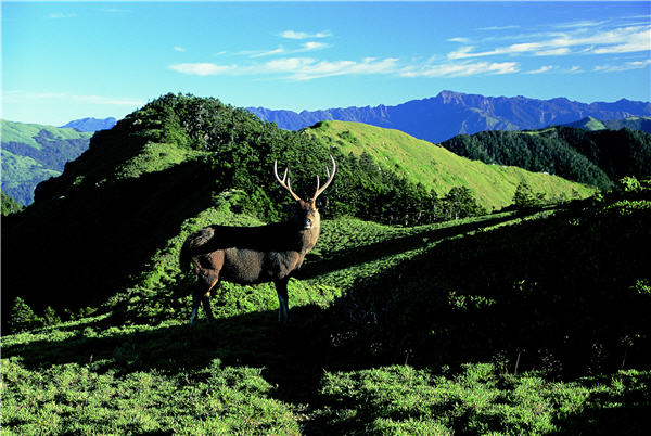挺拔崢嶸的角，是公水鹿的專利。