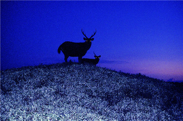 與水鹿夜晚中的美麗相遇。