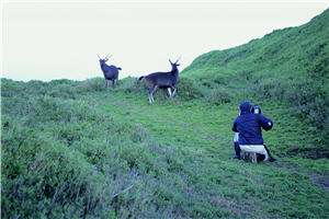 與水鹿的美麗相遇。