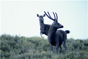 在台灣，水鹿是體型最大的草食性動物。