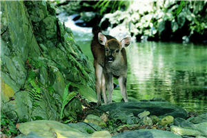 小水鹿的身軀嬌小而可愛。