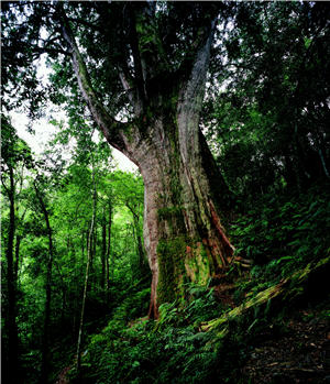 山岳、水鹿、檜木林，從靜態到動態，在劉思沂的攝影鏡頭裡，我們看到了物種生生不息的風貌與感動。