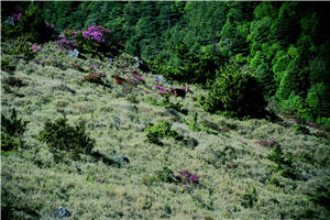 從事自然攝影，守候是最基本的入門功。然而拍攝景觀與動物最大的差別在於，你遲早會等到美麗的日出，卻可能永遠等不到一頭水鹿。