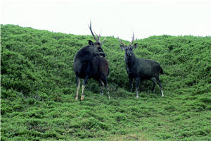 一幅幅的野生畫面看來卻如此親近深刻。當改變了自己，也改變了和水鹿間的距離。