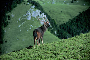 一幅幅的野生畫面看來卻如此親近深刻。當改變了自己，也改變了和水鹿間的距離。