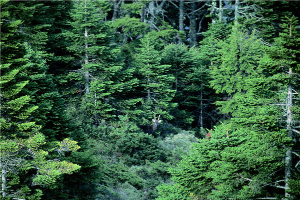 廣闊的山景，翠綠的草地，是牠們最自在的國度。