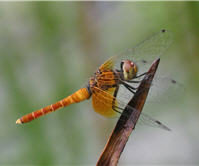 雄性小紅蜻蜓