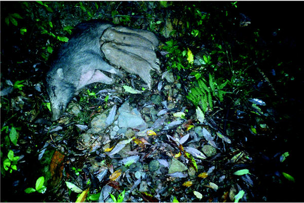 母山豬正巧躺在鏡頭前哺乳，這是十分珍貴的畫面