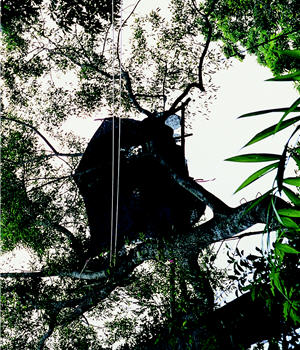 拍攝熊鷹時，劉燕明住過高約七層樓的樹屋