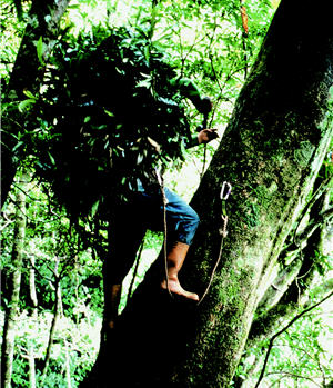 趁成鷹離巢覓食，劉燕明才敢進出樹屋