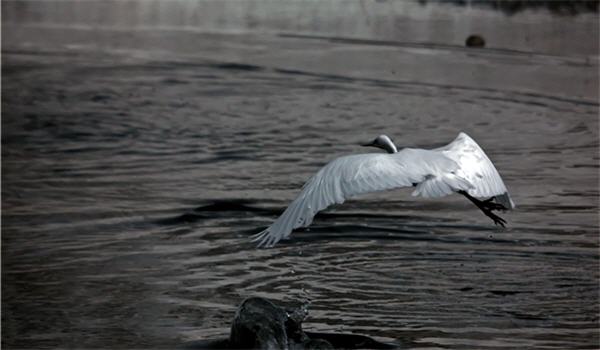 運用攝影，能補捉大自然瞬間發生的脈動