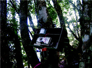 被黑熊破壞的自動相機