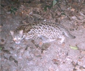 瀕臨絕種的石虎，行蹤影密極難發現