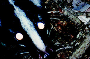 直視鏡頭的白鼻心