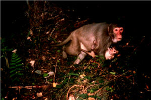 母猴懷抱著新生兒