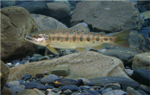 台灣櫻花鉤吻鮭