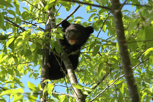 可愛的黑熊寶寶趴在樹上／黃美秀提供
