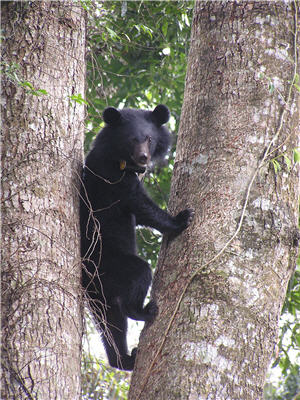 十四個月大的黑熊看來已經相當神氣了，這隻黑熊脖子帶著觀測項圈，凝望著遠方／黃美秀提供