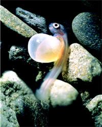 台灣櫻花鉤吻鮭仔魚