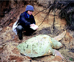 於金門海域發現赤蠵龜