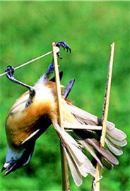 誤踏陷阱的紅尾伯勞