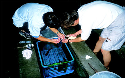 研究人員實施櫻花鉤吻鮭催熟