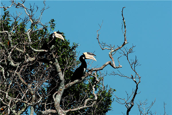 倨傲枝頭的冠斑犀鳥